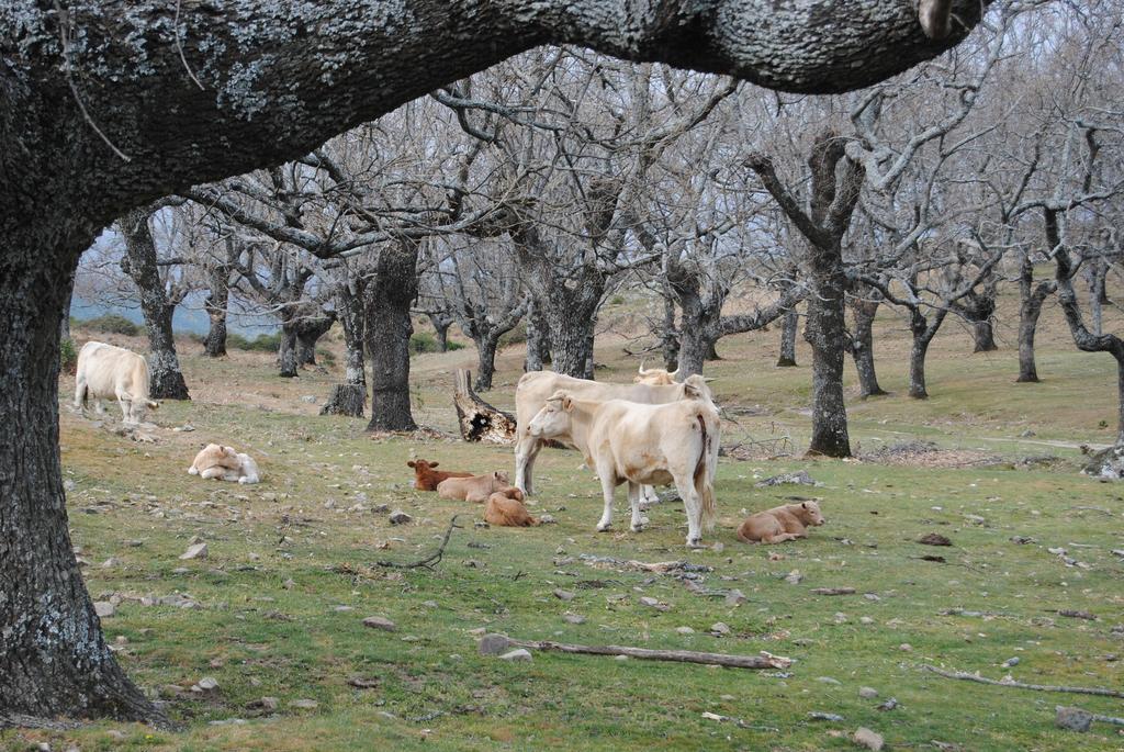 Casa Rural Romanejo Cabezabellosa Esterno foto
