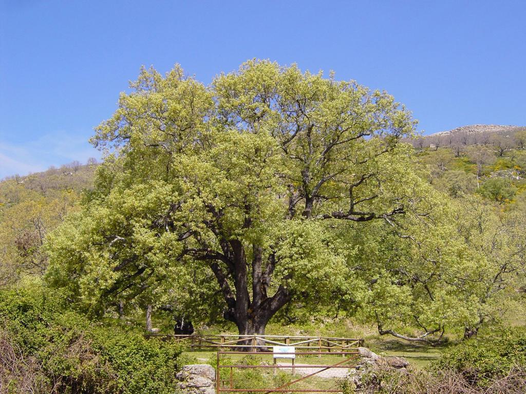 Casa Rural Romanejo Cabezabellosa Esterno foto